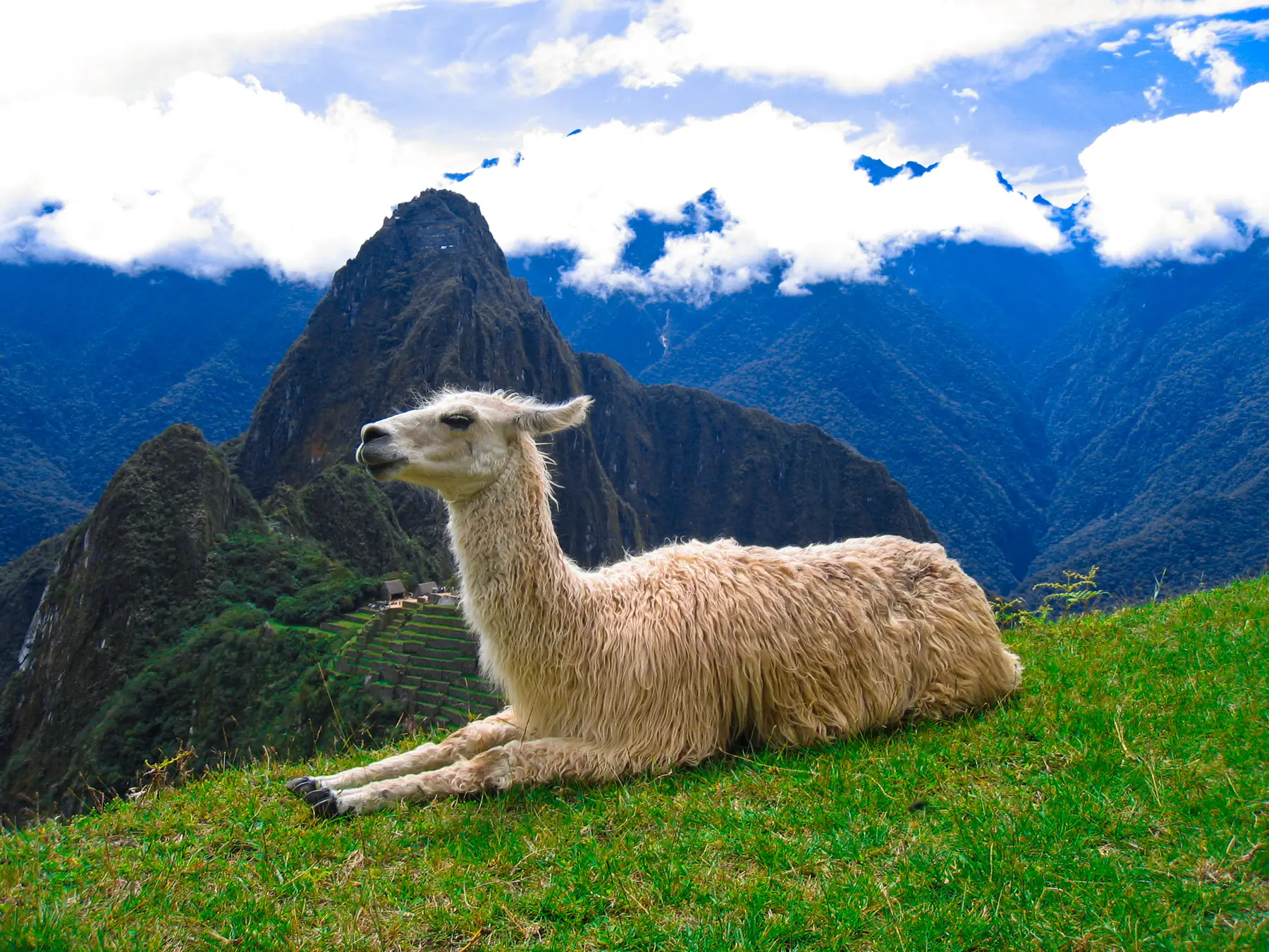 Llamas in Machu Picchu