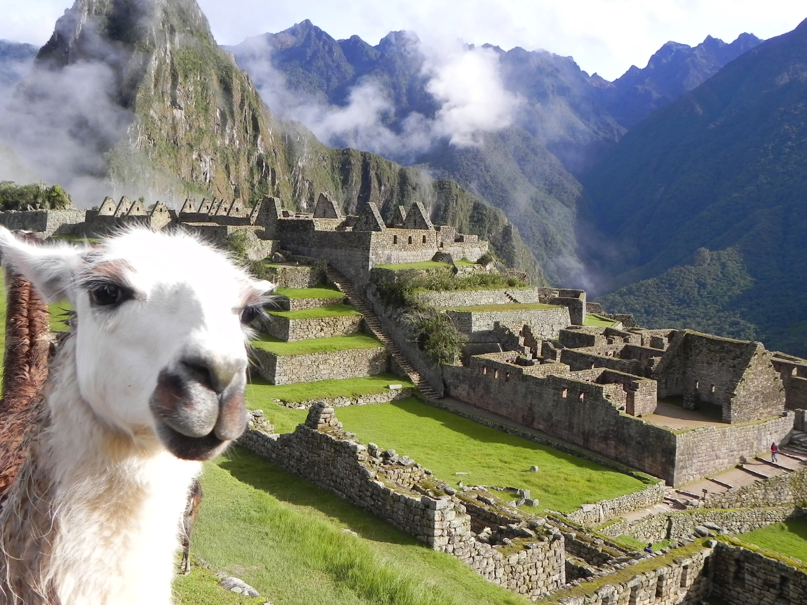 Llamas in Machu Picchu